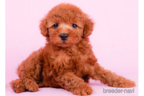 成約済の東京都のトイプードル-225165の4枚目